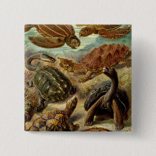 Haeckel Turtles Knapp