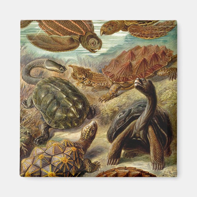 Haeckel Turtles Magnet (Framsidan)