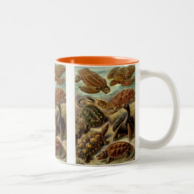 Haeckel Turtles Två-Tonad Mugg (Höger)