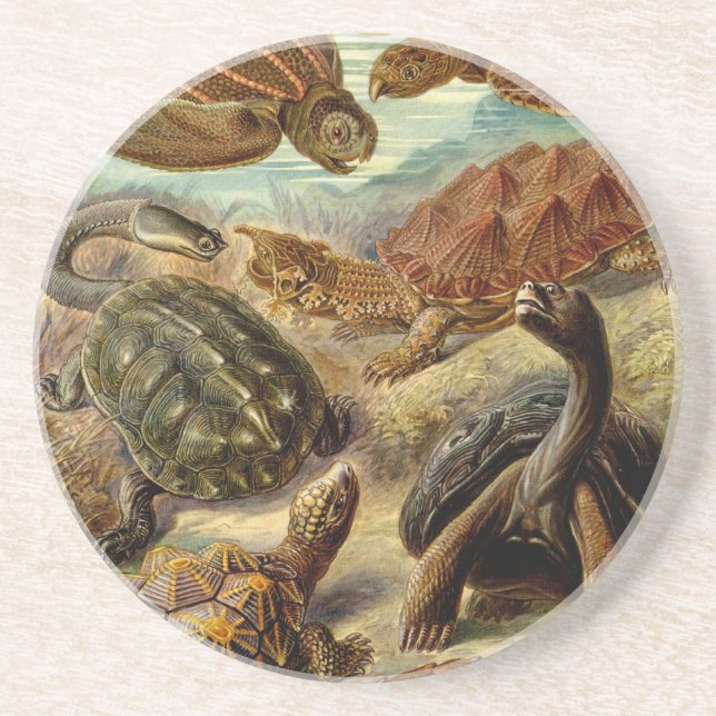 Haeckel Turtles Underlägg Sandsten (Framsidan)