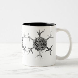 Haeckel Två-Tonad Mugg