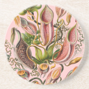 Haeckel Underlägg