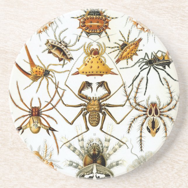 Haeckel Underlägg Sandsten (Framsidan)