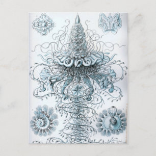 Haeckel Vykort