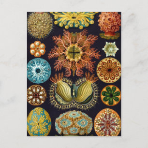 Haeckel Vykort