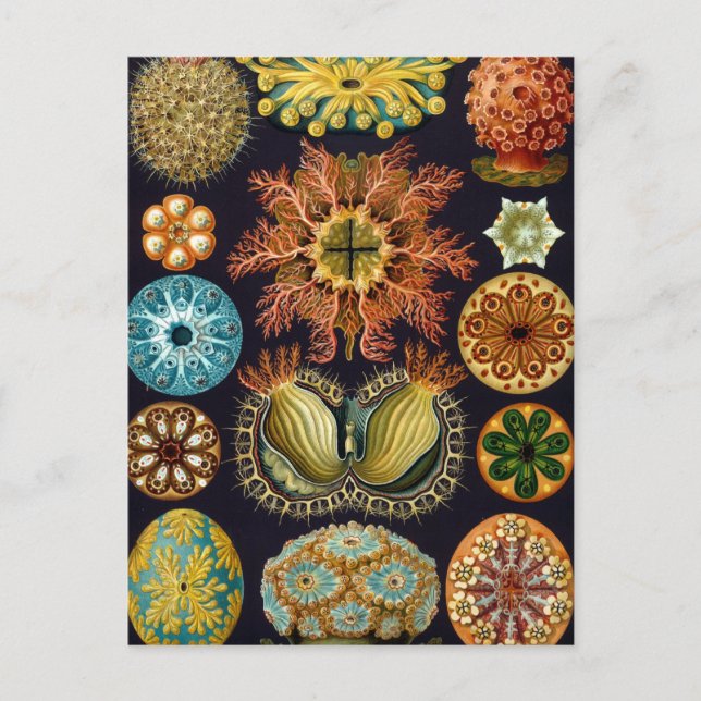 Haeckel Vykort (Framsida)
