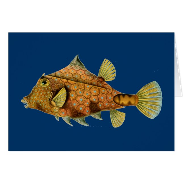 Haeckelfisk Hälsningskort (Framsidan Horizontal)