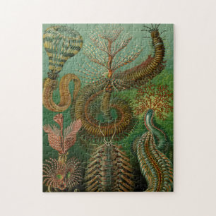 Haeckels Chaetopoda Jigszawa Puzzle Pussel