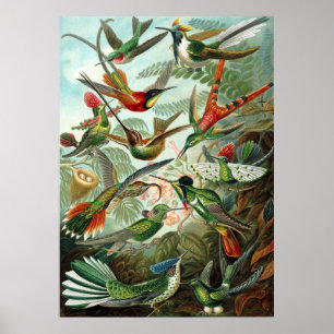 Haeckels Hummingbird Poster