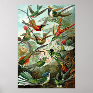 Haeckels Hummingbird Poster