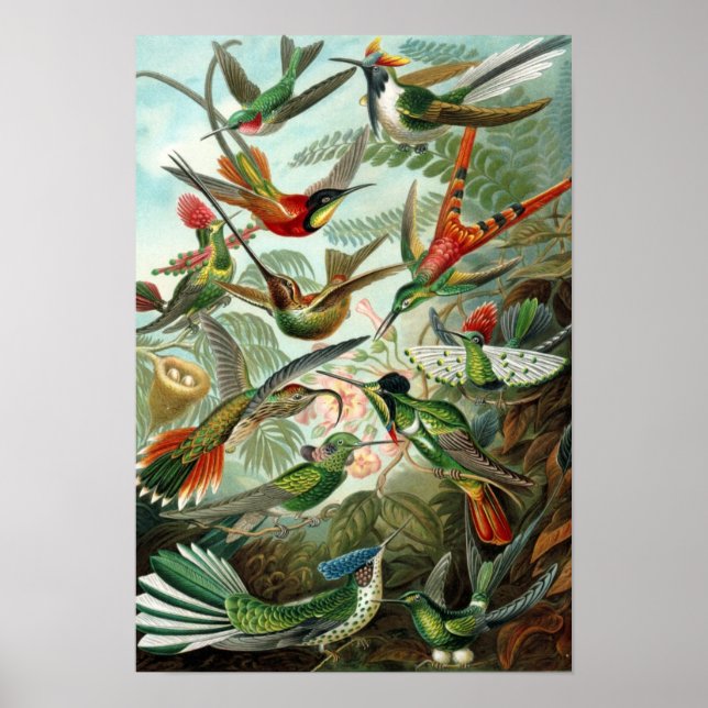 Haeckels Hummingbird Poster (Framsidan)