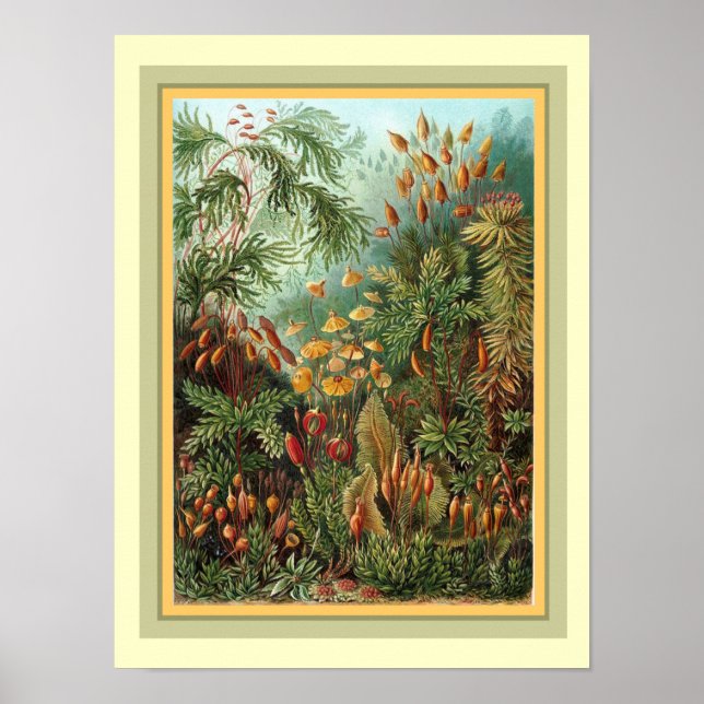 Haeckels Kunstformen der Nature 12 x 16 Poster (Framsidan)