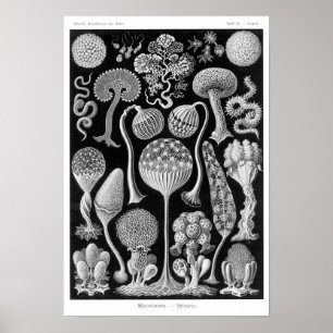 Haeckels Mycetozoa Poster