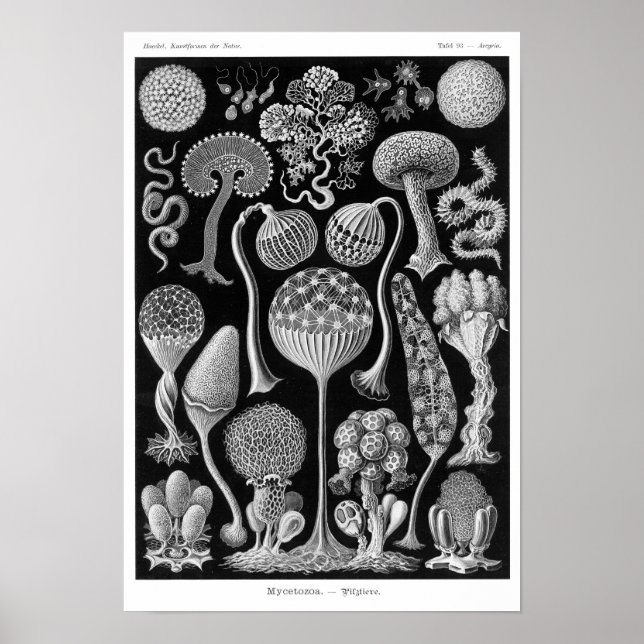 Haeckels Mycetozoa Poster (Framsidan)