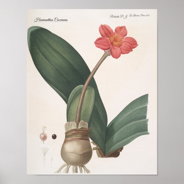 Haemanthus Coccineus Poster (Framsidan)