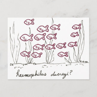 Haemophilus Ducreyi vykort