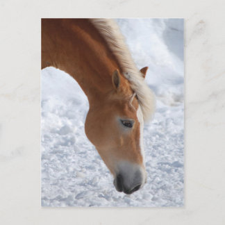 Haflinger 1 vykort