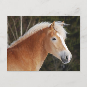 Haflinger 2 vykort