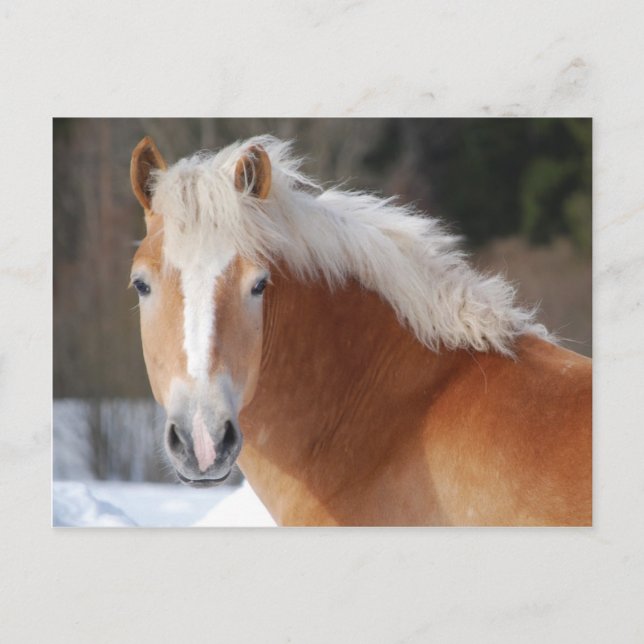 Haflinger 3 vykort (Framsida)