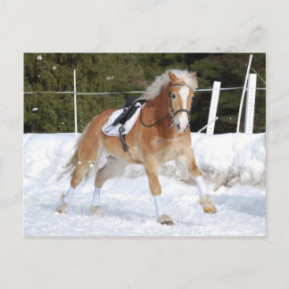 Haflinger 4 vykort