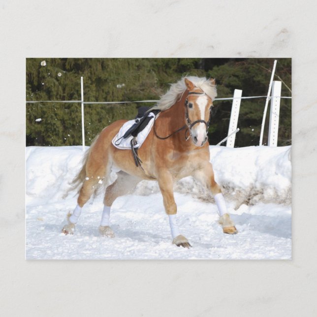 Haflinger 4 vykort (Framsida)