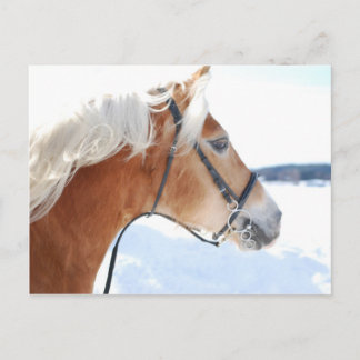 Haflinger 5 vykort