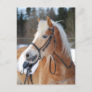 Haflinger 6 vykort