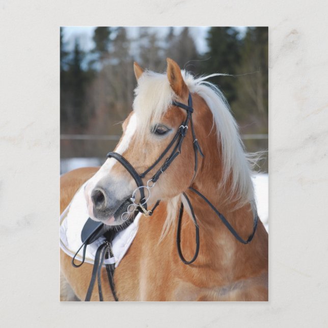 Haflinger 6 vykort (Framsida)