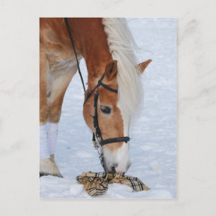 Haflinger 7 vykort
