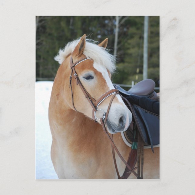 Haflinger 8 vykort (Framsida)