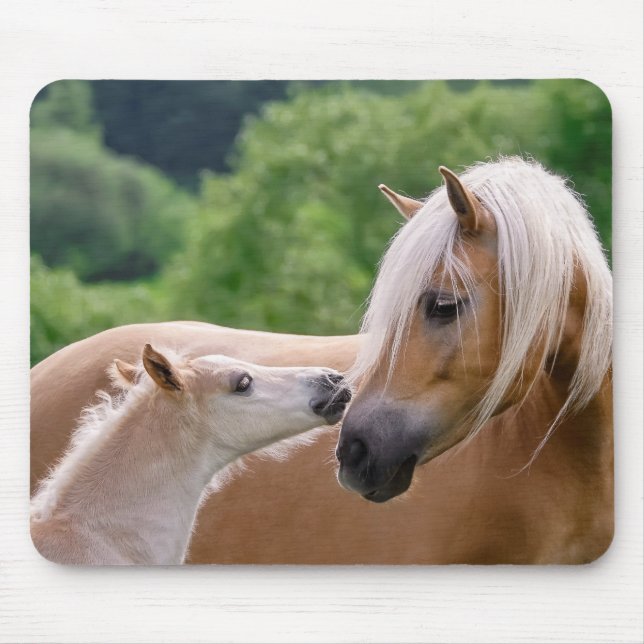 Haflinger Cute Horses Foal och Mamma Cuddling Kiss Musmatta (Framsidan)