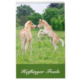 Haflinger föl 2017 kalender