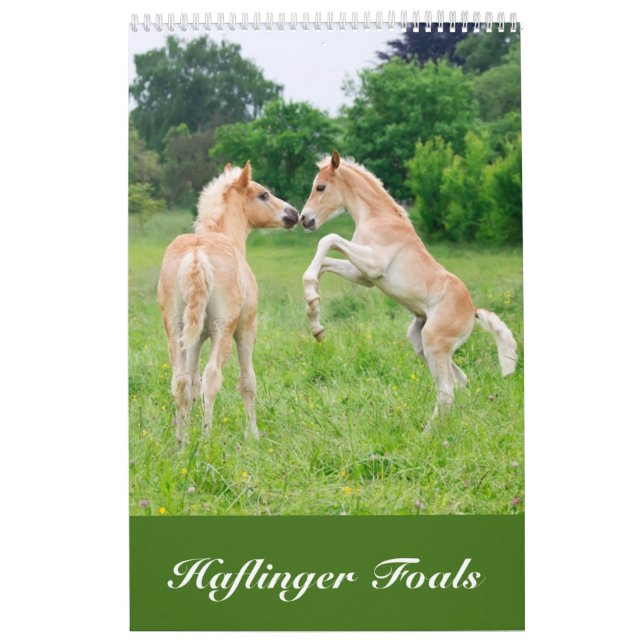 Haflinger föl 2017 kalender (Omslag)