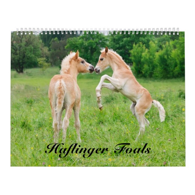 Haflinger föl 2017 storleka stora kalender (Omslag)