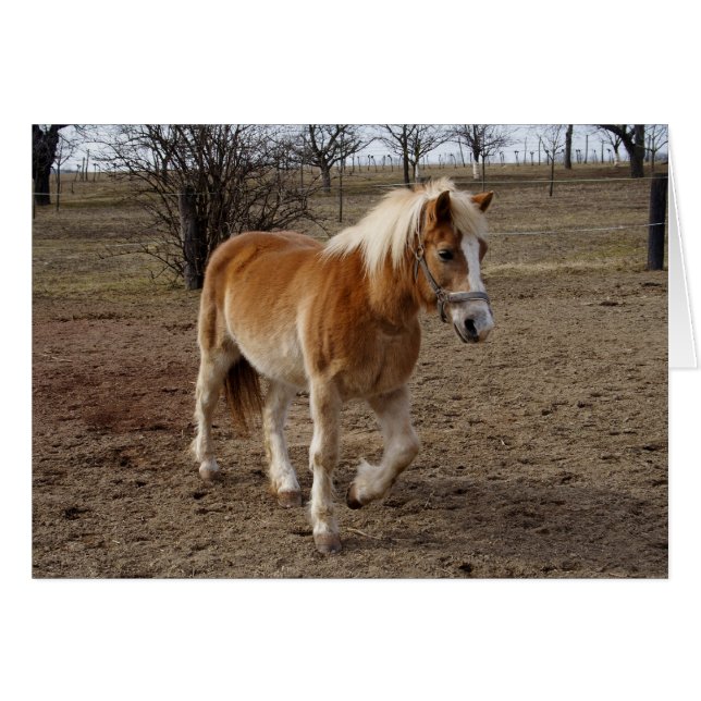 Haflinger Hälsningskort (Framsidan Horizontal)