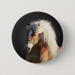 Haflinger häst knapp