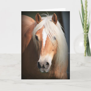 Haflinger häst kort