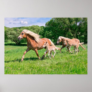 Haflinger-hästar med Cute Foals Funny Animal Sprin Poster