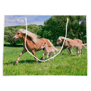 Haflinger hästar med gulliga föl kör det roliga
