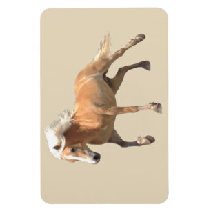 Haflinger hästmagnet magnet
