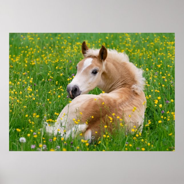 Haflinger Horse Cute Foal Flowerbed, Animal Photo Poster (Framsidan)