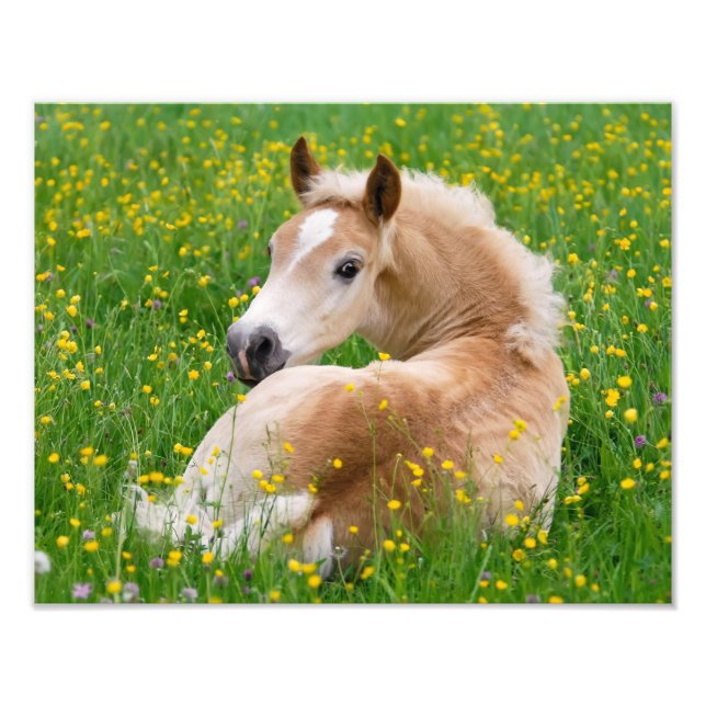 Haflinger Horse Cute Foal Resting in a Flowerbed Fototryck (Framsidan)