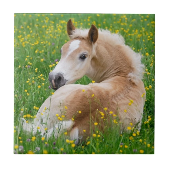 Haflinger Horse Cute Foal Rests Flowerbed Ceramic Kakelplatta (Framsidan)