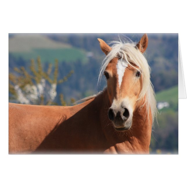 Haflinger Horse Hälsningskort (Framsidan Horizontal)