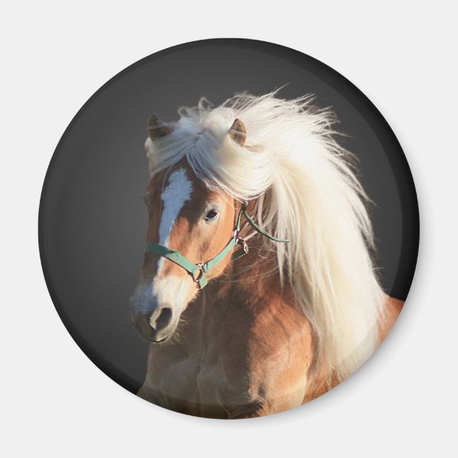 Haflinger Horse Magnet (Framsidan)