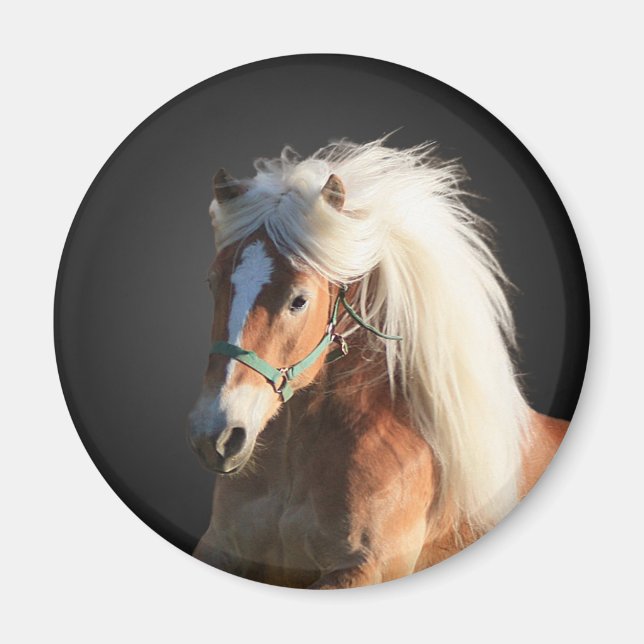 Haflinger Horse Magnet (Framsidan)