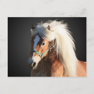 Haflinger Horse med vacker mane Vykort