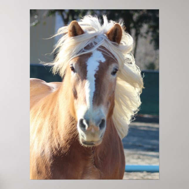Haflinger Horse Poster (Framsidan)