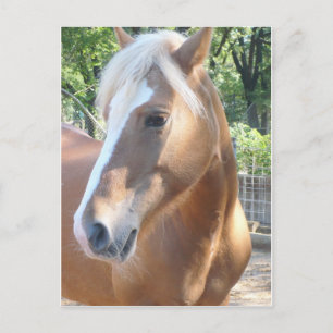 Haflinger Horse Vykort