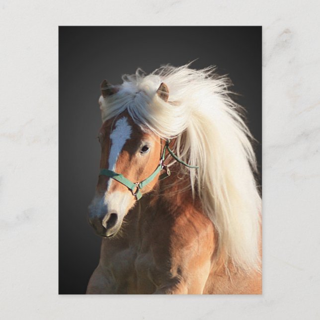 Haflinger Horse Vykort (Framsida)